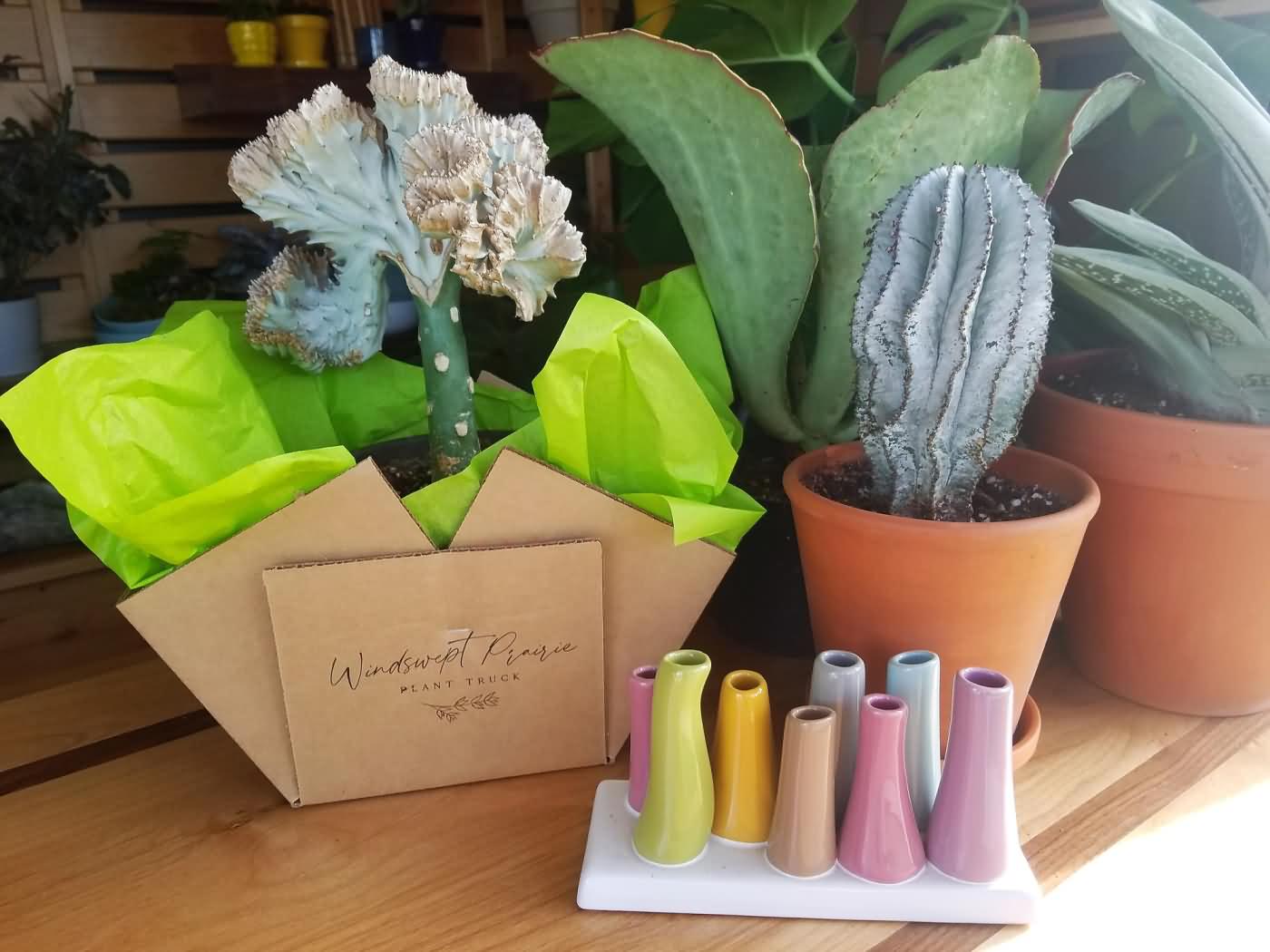 Euphorbia in Box