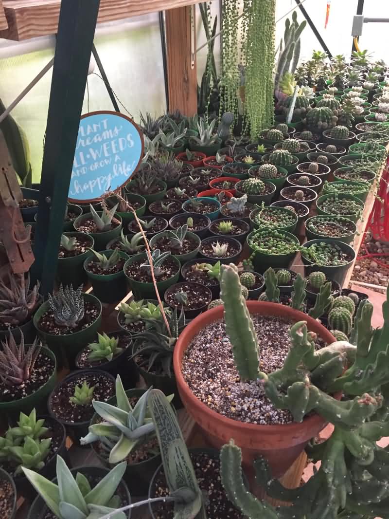 Greenhouse