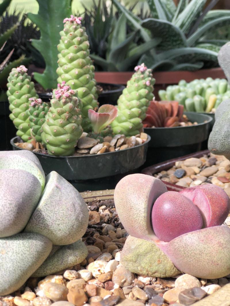 Succulent and Cactus